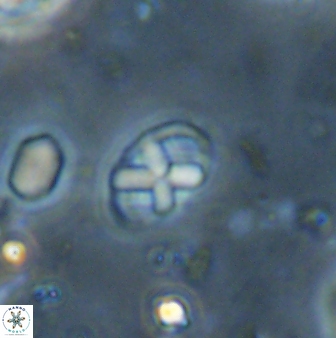 Neococcolithites lampros 45442