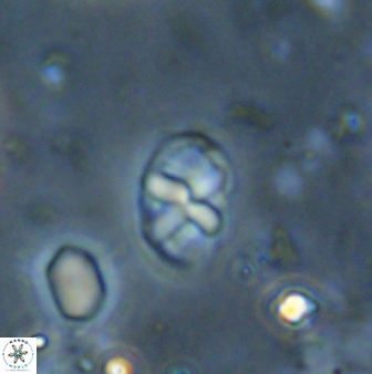Neococcolithites lampros 45443