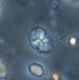 Neococcolithites lampros 45444