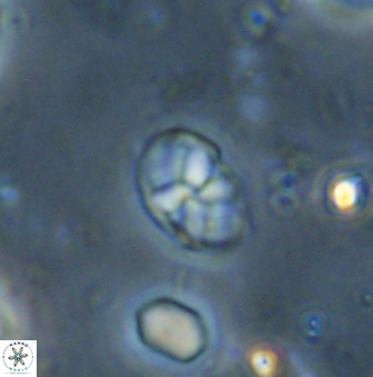Neococcolithites lampros 45444
