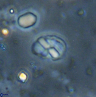 Neococcolithites lampros 45445