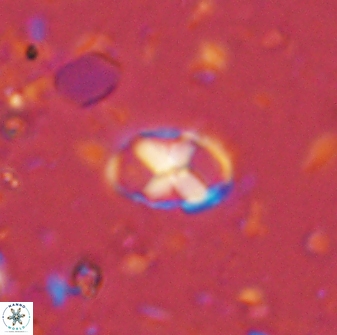 Neococcolithites lampros 45447