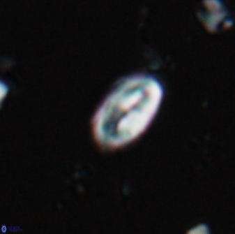 Neocrepidolithus neocrassus 22970