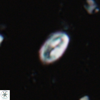 Neocrepidolithus neocrassus 22970