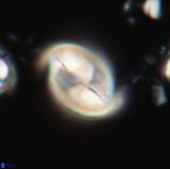 Neocrepidolithus opertus 21481