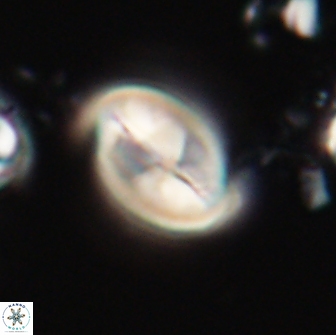 Neocrepidolithus opertus 21481