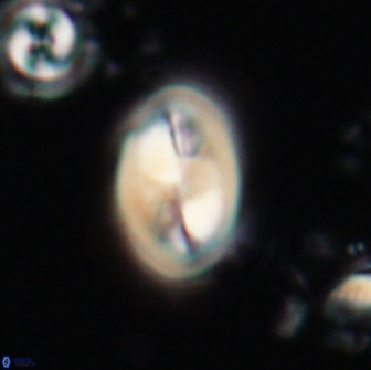 Neocrepidolithus opertus 21484