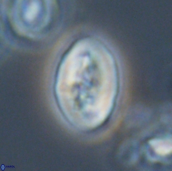 Neocrepidolithus opertus 21495