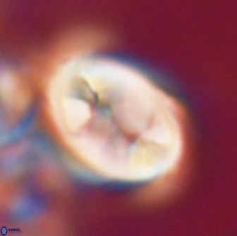 Neocrepidolithus opertus 21518