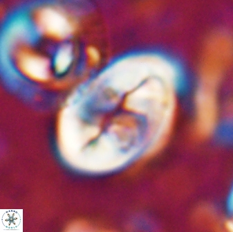 Neocrepidolithus opertus 22521