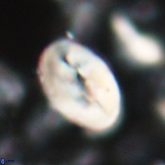 Neocrepidolithus opertus 22250