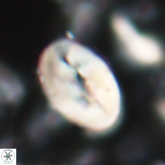 Neocrepidolithus opertus 22250