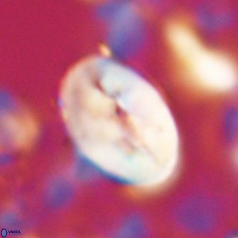 Neocrepidolithus opertus 22251