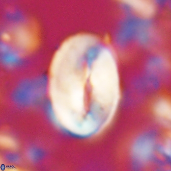Neocrepidolithus opertus 22252