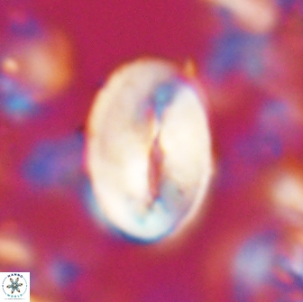 Neocrepidolithus opertus 22252