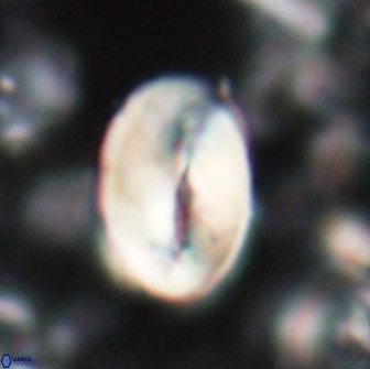 Neocrepidolithus opertus 22253