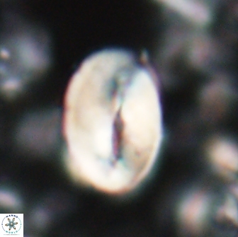 Neocrepidolithus opertus 22253