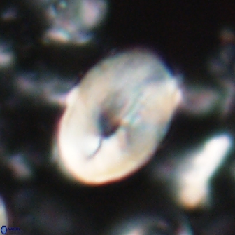 Neocrepidolithus opertus 22254