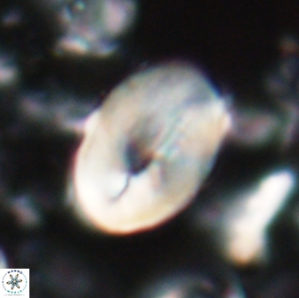 Neocrepidolithus opertus 22254