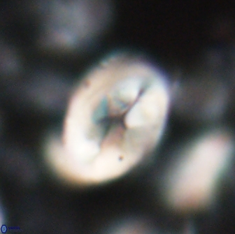 Neocrepidolithus opertus 22257