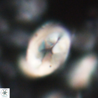 Neocrepidolithus opertus 22257