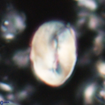 Neocrepidolithus opertus 22258