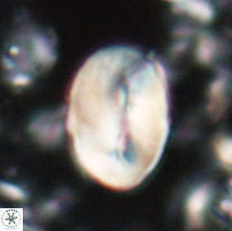 Neocrepidolithus opertus 22258