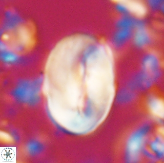 Neocrepidolithus opertus 22259