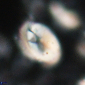 Neocrepidolithus opertus 22264