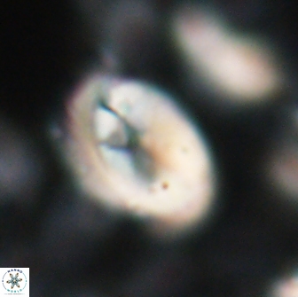 Neocrepidolithus opertus 22264