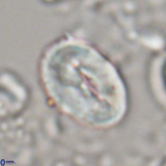 Neocrepidolithus opertus 22266