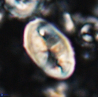 Neocrepidolithus opertus 26127