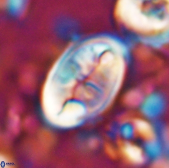 Neocrepidolithus opertus 26129