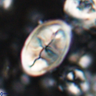 Neocrepidolithus opertus 26130