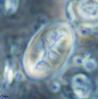 Neocrepidolithus opertus 26132