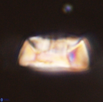 Neocrepidolithus opertus 45272