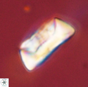 Neocrepidolithus opertus 45274