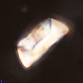Neocrepidolithus opertus 45275
