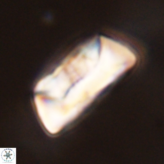 Neocrepidolithus opertus 45275