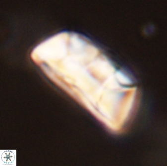 Neocrepidolithus opertus 45276