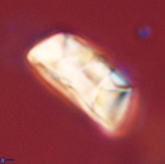 Neocrepidolithus opertus 45277
