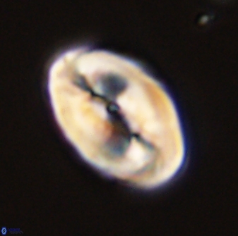Neocrepidolithus opertus 45279