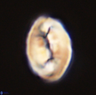 Neocrepidolithus opertus 45280