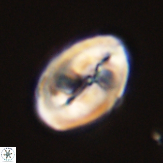 Neocrepidolithus opertus 45284