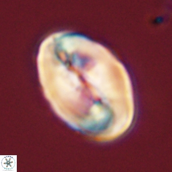 Neocrepidolithus opertus 45286