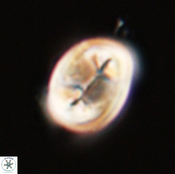 Neocrepidolithus opertus 56855