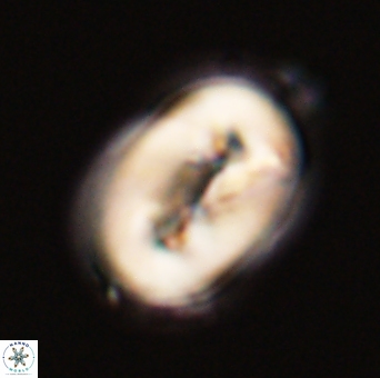 Neocrepidolithus opertus 56865