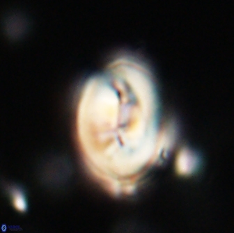 Neocrepidolithus opertus 66403