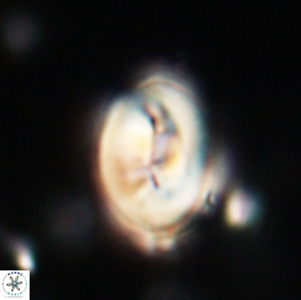 Neocrepidolithus opertus 66403