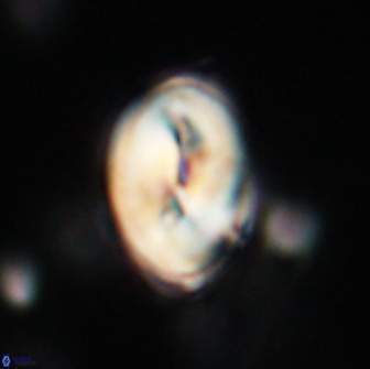 Neocrepidolithus opertus 66407